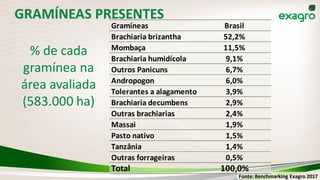 GRAMÍNEAS PRESENTES
% de cada
gramínea na
área avaliada
(583.000 ha)
Fonte: Benchmarking Exagro 2017
Gramíneas Brasil
Brachiaria brizantha 52,2%
Mombaça 11,5%
Brachiaria humidícola 9,1%
Outros Panicuns 6,7%
Andropogon 6,0%
Tolerantes a alagamento 3,9%
Brachiaria decumbens 2,9%
Outras brachiarias 2,4%
Massai 1,9%
Pasto nativo 1,5%
Tanzânia 1,4%
Outras forrageiras 0,5%
Total 100,0%
 