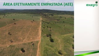 ÁREA EFETIVAMENTE EMPASTADA (AEE)
 