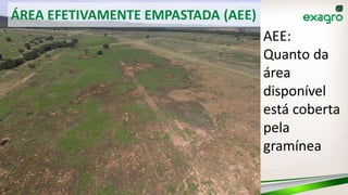 ÁREA EFETIVAMENTE EMPASTADA (AEE)
AEE:
Quanto da
área
disponível
está coberta
pela
gramínea
 
