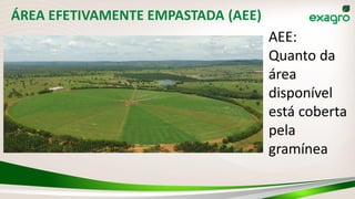 ÁREA EFETIVAMENTE EMPASTADA (AEE)
AEE:
Quanto da
área
disponível
está coberta
pela
gramínea
 
