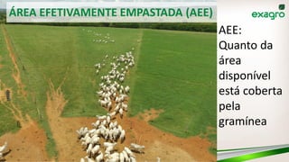 ÁREA EFETIVAMENTE EMPASTADA (AEE)
AEE:
Quanto da
área
disponível
está coberta
pela
gramínea
 