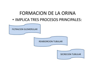 FORMACION DE LA ORINA
• IMPLICA TRES PROCESOS PRINCIPALES:
FILTRACION GLOMERULAR
REABSORCION TUBULAR
SECRECION TUBULAR
 