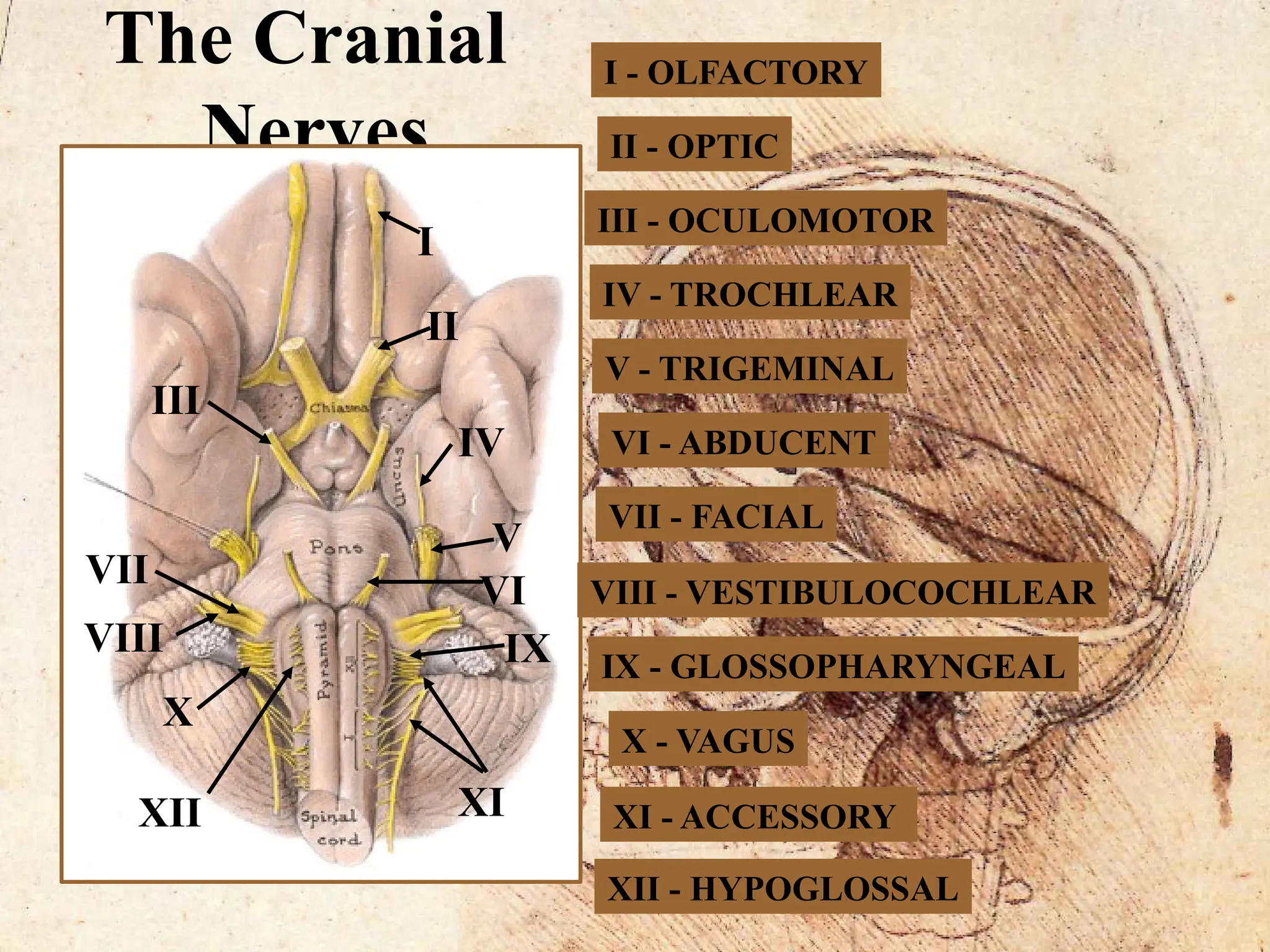 21. Anatomy of the cranial Nerves-1.pptx