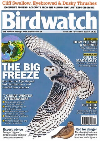 Birdwatch Article