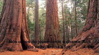 Nos olhos do jovem arde a chama. Nos
do velho brilha a luz.
 