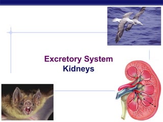 2008-2009 Excretory System Kidneys 