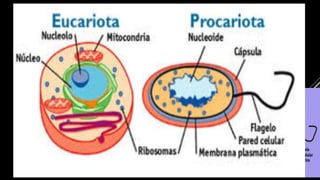 PROCARIONTES E
EUCARIONTES
 Célula é a menor unidade estrutural e funcional do ser
humano
 Nomeadas por Hooke, Cellar, que significa Cela
 Existem dois tipos de células: procariontes e
eucariontes
 Procarionte: Sem núcleo definido (Ausência de
membrana nuclear)
 Eucarionte: Núcleo bem definido
 