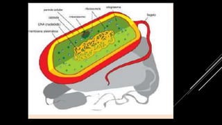 PROCARIONTES E
EUCARIONTES
 
