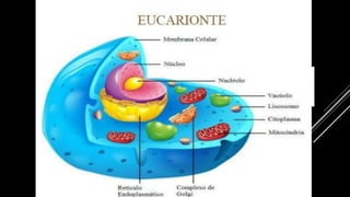 EUCARIONTES
 
