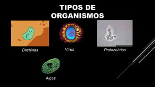 TIPOS DE
ORGANISMOS
Bactérias Vírus Protozoários
Algas
 