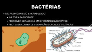 BACTÉRIAS
 MICROORGANISMO ENCAPSULADO
 IMPEDIR A FAGOCITOSE
 PROMOVER SUA ADESÃO EM DIFERENTES SUBSTRATOS
 PROTEGER CONTRA DESIDRATAÇÃO E CHOQUES MECÂNICOS
 