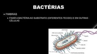 BACTÉRIAS
 FIMBRIAS
 FIXAR A BACTÉRIA AO SUBSTRATO (DIFERENTES TECIDO) E EM OUTRAS
CÉLULAS
 