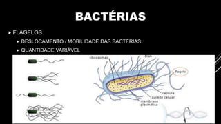 BACTÉRIAS
 FLAGELOS
 DESLOCAMENTO / MOBILIDADE DAS BACTÉRIAS
 QUANTIDADE VARIÁVEL
 