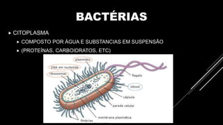 BACTÉRIAS
 CITOPLASMA
 COMPOSTO POR ÁGUA E SUBSTANCIAS EM SUSPENSÃO
 (PROTEÍNAS, CARBOIDRATOS, ETC)
 