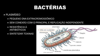 BACTÉRIAS
 PLASMÍDEO
 PEQUENO DNA EXTRACROMOSSÔMICO
 SEM CONEXÃO COM O PRINCIPAL E REPLICAÇÃO INDEPENDENTE
 RESISTÊNCIA À
ANTIBIÓTICOS
 SINTETIZAR TOXINAS
 