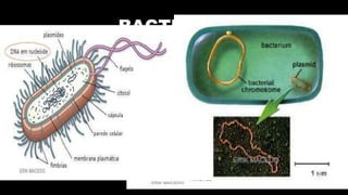 BACTÉRIAS
 PLASMÍDEO
 PEQUENO DNA EXTRACROMOSSÔMICO
 SEM CONEXÃO COM O PRINCIPAL E REPLICAÇÃO INDEPENDENTE
 RESISTÊNCIA À
ANTIBIÓTICOS
 SINTETIZAR TOXINAS
 