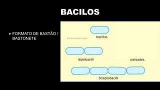 BACILOS
 FORMATO DE BASTÃO /
BASTONETE
 