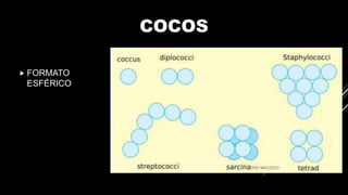 COCOS
 FORMATO
ESFÉRICO
 