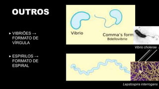 OUTROS
 VIBRIÕES →
FORMATO DE
VÍRGULA
 ESPIRILOS →
FORMATO DE
ESPIRAL
Lepstospira interrogans
Vibrio cholerae
 