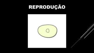 REPRODUÇÃO
 