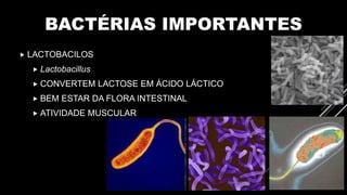 BACTÉRIAS IMPORTANTES
 LACTOBACILOS
 Lactobacillus
 CONVERTEM LACTOSE EM ÁCIDO LÁCTICO
 BEM ESTAR DA FLORA INTESTINAL
 ATIVIDADE MUSCULAR
 