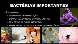 BACTÉRIAS IMPORTANTES
 Estreptococos
 Streptococcus - FERMENTAÇÃO
 CONVERTEM LACTOSE EM ÁCIDO LÁCTICO
 BEM ESTAR DA FLORA INTESTINAL
 FLORA BUCAL, INTESTINAL E TRATO RESPIRATÓRIO
 