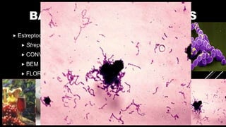 BACTÉRIAS IMPORTANTES
 Estreptococos
 Streptococcus - FERMENTAÇÃO
 CONVERTEM LACTOSE EM ÁCIDO LÁCTICO
 BEM ESTAR DA FLORA INTESTINAL
 FLORA BUCAL, INTESTINAL E TRATO RESPIRATÓRIO
 