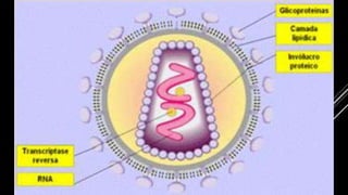 VÍRUS
 