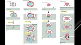INVASÃO E INFECÇÃO
 FUSÃO DE MEMBRANA
 ENDOCITOSE
 