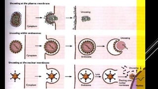 INVASÃO E INFECÇÃO
 FUSÃO DE MEMBRANA
 ENDOCITOSE
 