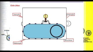 INVASÃO E INFECÇÃO
 