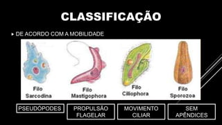 CLASSIFICAÇÃO
 DE ACORDO COM A MOBILIDADE
PSEUDÓPODES PROPULSÃO
FLAGELAR
MOVIMENTO
CILIAR
SEM
APÊNDICES
 