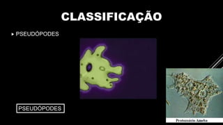 CLASSIFICAÇÃO
 PSEUDÓPODES
PSEUDÓPODES SEM
APÊNDICES
 