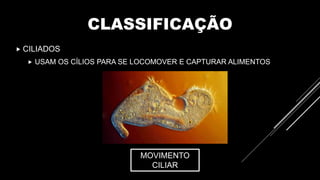 CLASSIFICAÇÃO
 CILIADOS
 USAM OS CÍLIOS PARA SE LOCOMOVER E CAPTURAR ALIMENTOS
MOVIMENTO
CILIAR
 