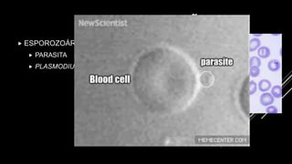 CLASSIFICAÇÃO
 ESPOROZOÁRIO
 PARASITA
 PLASMODIUM SP.
 