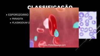 CLASSIFICAÇÃO
 ESPOROZOÁRIO
 PARASITA
 PLASMODIUM SP.
 