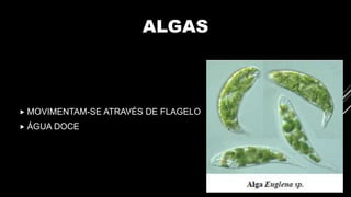 ALGAS
 MOVIMENTAM-SE ATRAVÉS DE FLAGELO
 ÁGUA DOCE
 
