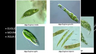 ALGAS
 EUGLENÓFITAS
 MOVIMENTAM-SE ATRAVÉS DE FLAGELO
 ÁGUA DOCE
 