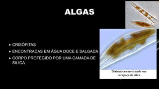 ALGAS
 CRISÓFITAS
 ENCONTRADAS EM ÁGUA DOCE E SALGADA
 CORPO PROTEGIDO POR UMA CAMADA DE
SILICA
 