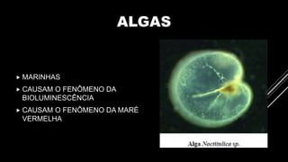 ALGAS
 MARINHAS
 CAUSAM O FENÔMENO DA
BIOLUMINESCÊNCIA
 CAUSAM O FENÔMENO DA MARÉ
VERMELHA
 