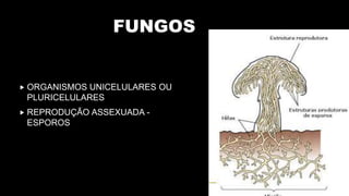 FUNGOS
 ORGANISMOS UNICELULARES OU
PLURICELULARES
 REPRODUÇÃO ASSEXUADA -
ESPOROS
 
