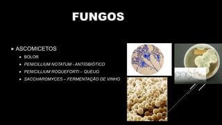 FUNGOS
 ASCOMICETOS
 BOLOR
 PENICILLIUM NOTATUM - ANTIOBIÓTICO
 PENICILLIUM ROQUEFORTI – QUEIJO
 SACCHAROMYCES – FERMENTAÇÃO DE VINHO
 