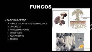 FUNGOS
 BASIDIOMICETOS
 FUNGOS MAIORES E MAIS DESENVOLVIDOS
 COGUMELOS
 PRODUZEM ESPOROS
 COMESTÍVEIS
 ALUCINÓGENOS
 TÓXICOS
 