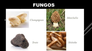 FUNGOS
 DEUTEROMICETOS
 PROPAGAM POR ESPOROS
 CANDIDÍASE – CANDIDA ALBICANS
 FRIEIRA – TRYCOPHYTON PURPUREUM
 