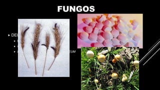 FUNGOS
 DEUTEROMICETOS
 PROPAGAM POR ESPOROS
 CANDIDÍASE – CANDIDA ALBICANS
 FRIEIRA – TRYCOPHYTON PURPUREUM
 
