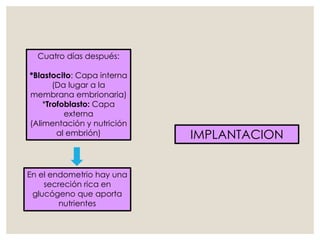 Cuatro días después:
*Blastocito: Capa interna
(Da lugar a la
membrana embrionaria)
*Trofoblasto: Capa
externa
(Alimentación y nutrición
al embrión) IMPLANTACION
En el endometrio hay una
secreción rica en
glucógeno que aporta
nutrientes
 