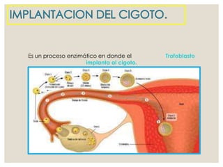 Es un proceso enzimático en donde el Trofoblasto
implanta al cigoto.
 