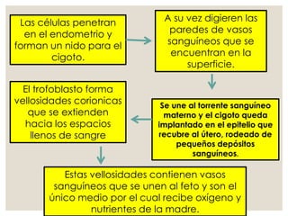 Las células penetran
en el endometrio y
forman un nido para el
cigoto.
Estas vellosidades contienen vasos
sanguíneos que se unen al feto y son el
único medio por el cual recibe oxígeno y
nutrientes de la madre.
El trofoblasto forma
vellosidades corionicas
que se extienden
hacia los espacios
llenos de sangre
Se une al torrente sanguíneo
materno y el cigoto queda
implantado en el epitelio que
recubre al útero, rodeado de
pequeños depósitos
sanguíneos.
A su vez digieren las
paredes de vasos
sanguíneos que se
encuentran en la
superficie.
 