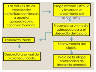 Las células de las
vellosidades
corionicas comienzan
a secretar
gonadotropina
corionica humana.
Progesterona: Estimula
y favorece el
crecimiento del
endometrio.
Proporciona un medio
adecuado para el
desarrollo del cigoto.
Sobrevivencia del
cigoto.
Embarazo fallido.
Inicio de la etapa
embrionaria de
desarrollo prenatal.
Desarrollo anormal del
ovulo fecundado.
 