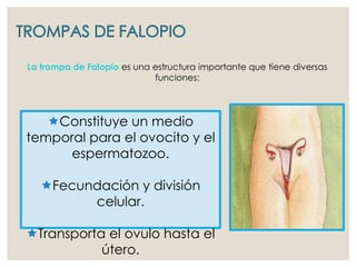 La trompa de Falopio es una estructura importante que tiene diversas
funciones:
Constituye un medio
temporal para el ovocito y el
espermatozoo.
Fecundación y división
celular.
Transporta el ovulo hasta el
útero.
 